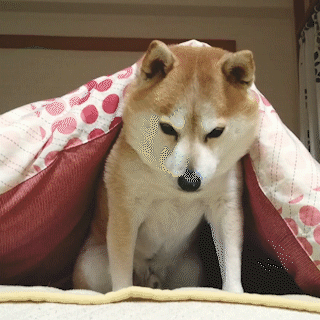 動物,犬,猫,しつけ,飼い方,育て方,病気,健康
