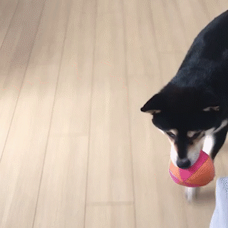 動物,犬,猫,しつけ,飼い方,育て方,病気,健康