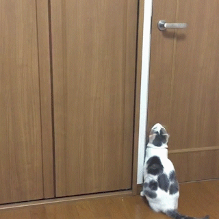 動物,犬,猫,しつけ,飼い方,育て方,病気,健康