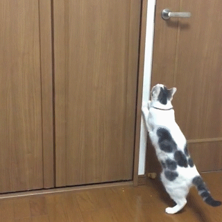動物,犬,猫,しつけ,飼い方,育て方,病気,健康
