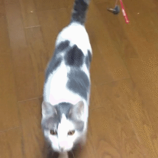 動物,犬,猫,しつけ,飼い方,育て方,病気,健康