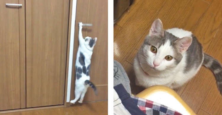【最後はおねだり攻撃♡】飛びついてドアを開けようとする猫さん! → うまくいかないと分かると…。