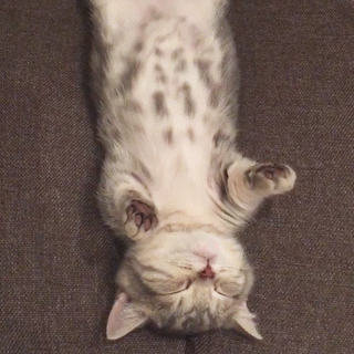 動物,犬,猫,しつけ,飼い方,育て方,病気,健康