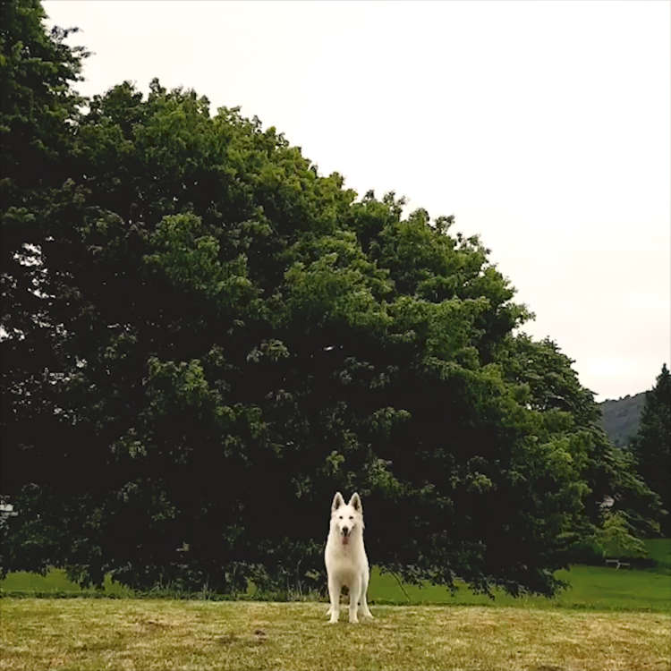 動物,犬,猫,しつけ,飼い方,育て方,病気,健康