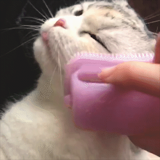 動物,犬,猫,しつけ,飼い方,育て方,病気,健康
