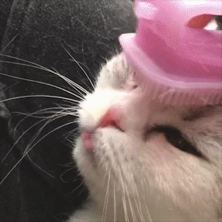 動物,犬,猫,しつけ,飼い方,育て方,病気,健康
