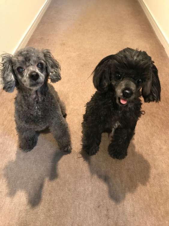 動物,犬,猫,しつけ,飼い方,育て方,病気,健康
