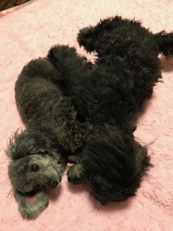 動物,犬,猫,しつけ,飼い方,育て方,病気,健康