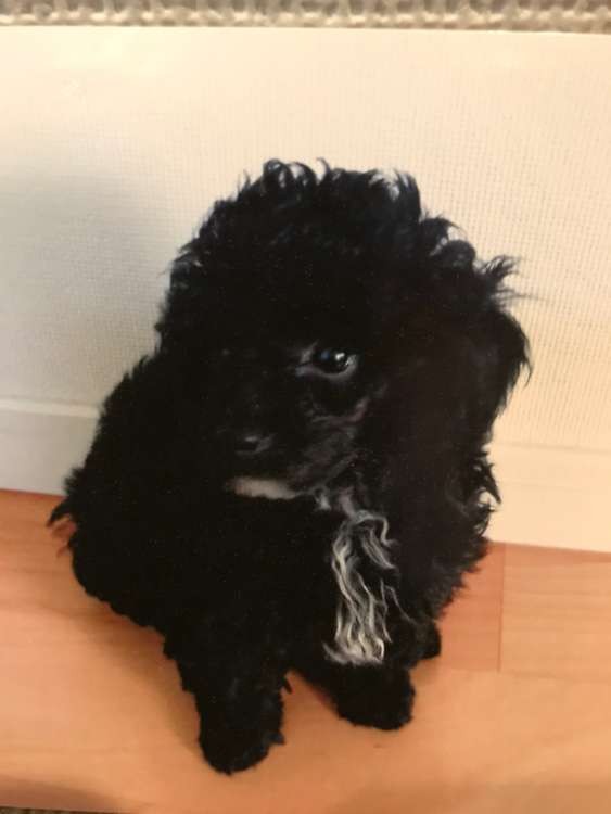 動物,犬,猫,しつけ,飼い方,育て方,病気,健康