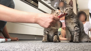 動物,犬,猫,しつけ,飼い方,育て方,病気,健康