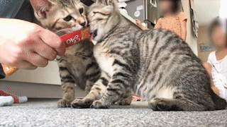 動物,犬,猫,しつけ,飼い方,育て方,病気,健康