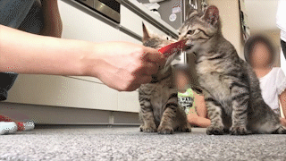 動物,犬,猫,しつけ,飼い方,育て方,病気,健康