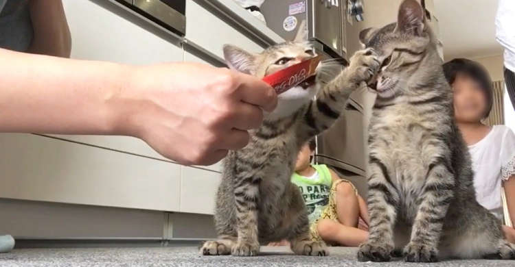 「コレあたしのー!」子猫たちが仲良くおやつをペロペロ♪ と思いきや、まさかの…(;´∀`) 36秒