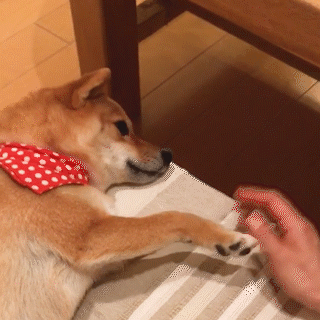 動物,犬,猫,しつけ,飼い方,育て方,病気,健康