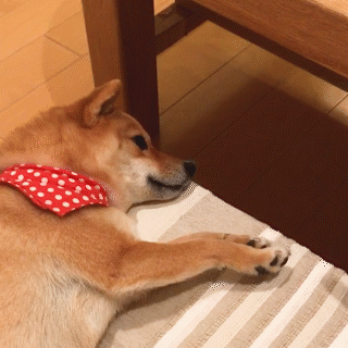 動物,犬,猫,しつけ,飼い方,育て方,病気,健康