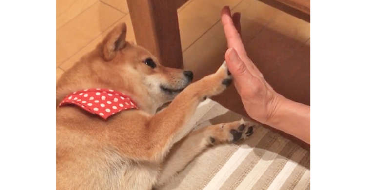 おネムだけれど、ママからのタッチには何度も応えてくれる柴犬ちゃん♪ でも最後は…(ノ∀`*) 26秒