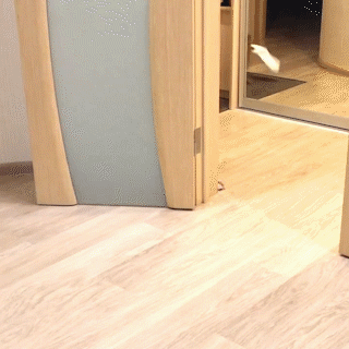 動物,犬,猫,しつけ,飼い方,育て方,病気,健康