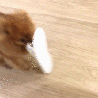 動物,犬,猫,しつけ,飼い方,育て方,病気,健康