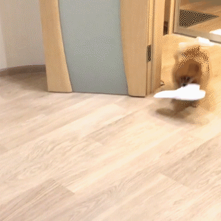 動物,犬,猫,しつけ,飼い方,育て方,病気,健康