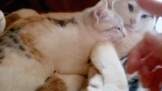 動物,犬,猫,しつけ,飼い方,育て方,病気,健康
