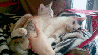 動物,犬,猫,しつけ,飼い方,育て方,病気,健康