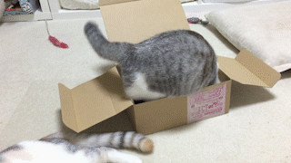 動物,犬,猫,しつけ,飼い方,育て方,病気,健康