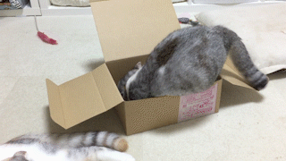 動物,犬,猫,しつけ,飼い方,育て方,病気,健康