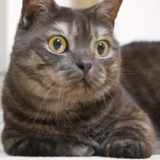 動物,犬,猫,しつけ,飼い方,育て方,病気,健康
