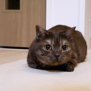 動物,犬,猫,しつけ,飼い方,育て方,病気,健康