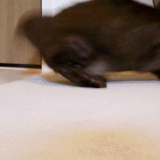 動物,犬,猫,しつけ,飼い方,育て方,病気,健康