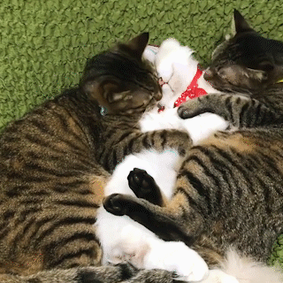 動物,犬,猫,しつけ,飼い方,育て方,病気,健康