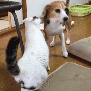 動物,犬,猫,しつけ,飼い方,育て方,病気,健康