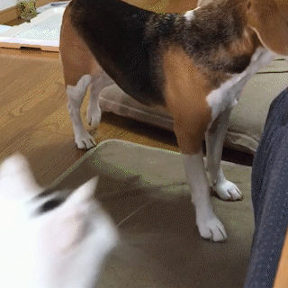 動物,犬,猫,しつけ,飼い方,育て方,病気,健康