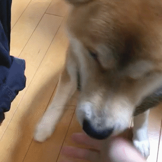 動物,犬,猫,しつけ,飼い方,育て方,病気,健康