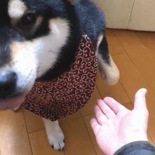 動物,犬,猫,しつけ,飼い方,育て方,病気,健康