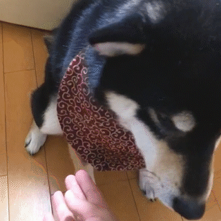 動物,犬,猫,しつけ,飼い方,育て方,病気,健康