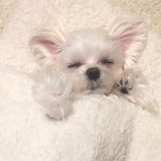動物,犬,猫,しつけ,飼い方,育て方,病気,健康