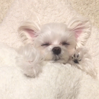 動物,犬,猫,しつけ,飼い方,育て方,病気,健康