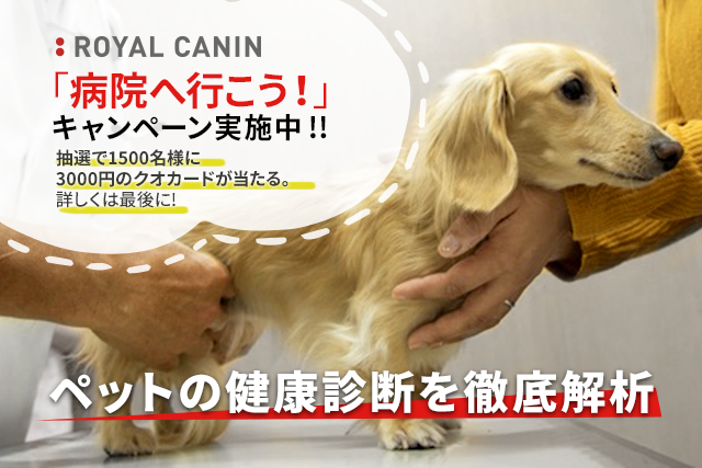 【獣医師×ドッグオーナー座談会】ペットの健康診断の必要性を徹底解析!!