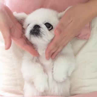 動物,犬,猫,しつけ,飼い方,育て方,病気,健康
