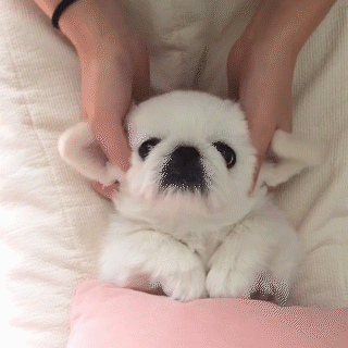 動物,犬,猫,しつけ,飼い方,育て方,病気,健康
