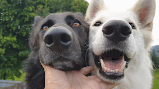 動物,犬,猫,しつけ,飼い方,育て方,病気,健康