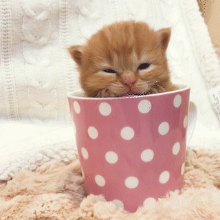 動物,犬,猫,しつけ,飼い方,育て方,病気,健康