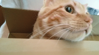 動物,犬,猫,しつけ,飼い方,育て方,病気,健康