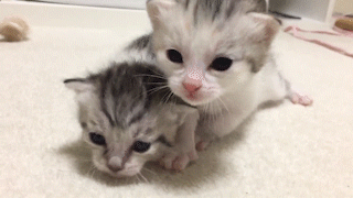 動物,犬,猫,しつけ,飼い方,育て方,病気,健康