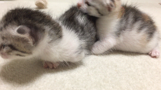 動物,犬,猫,しつけ,飼い方,育て方,病気,健康