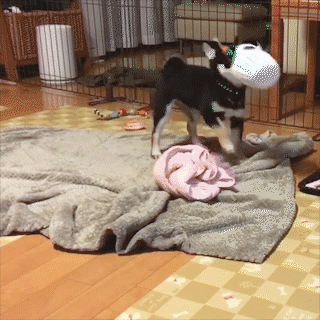 動物,犬,猫,しつけ,飼い方,育て方,病気,健康