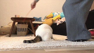 動物,犬,猫,しつけ,飼い方,育て方,病気,健康