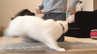 動物,犬,猫,しつけ,飼い方,育て方,病気,健康