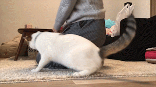動物,犬,猫,しつけ,飼い方,育て方,病気,健康